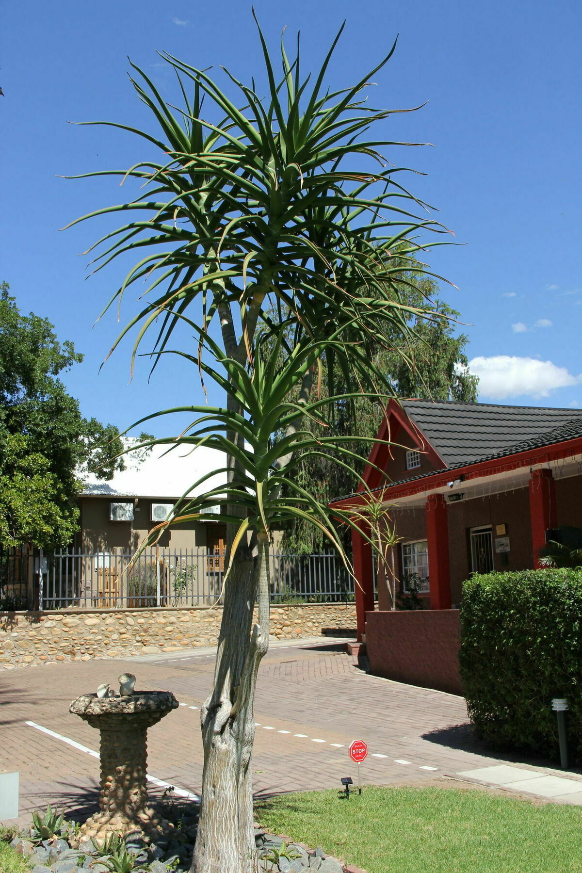 Gumtree Guest House Oudtshoorn Exterior foto